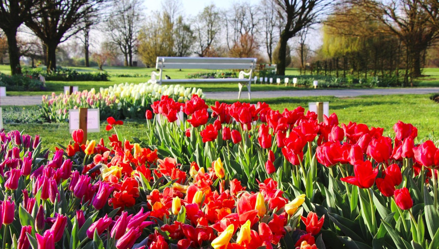 Pisani tulipani v Arboretumu Volčji Potok na tradicionalni razstavi spomladanskega cvetja in tulipanov. Do 7. maja 2023.