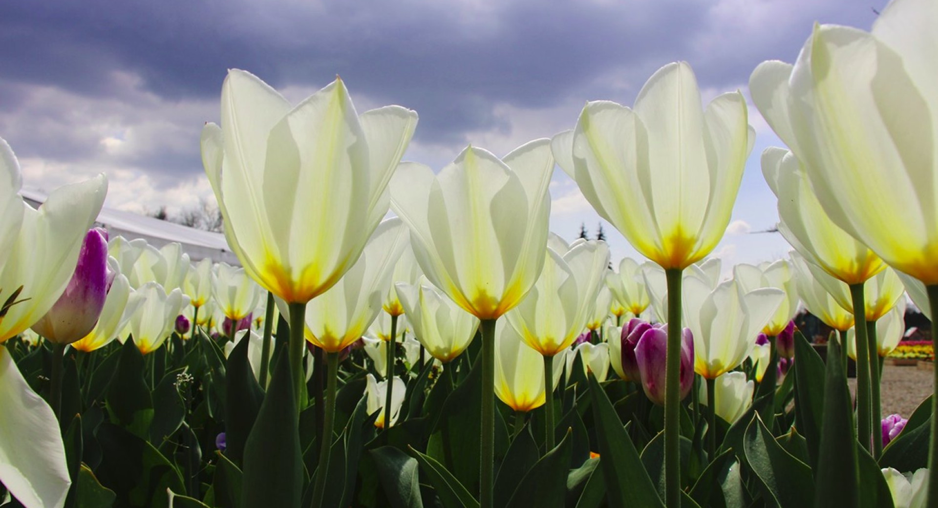 Pisani tulipani v Arboretumu Volčji Potok na tradicionalni razstavi spomladanskega cvetja in tulipanov. Do 7. maja 2023.