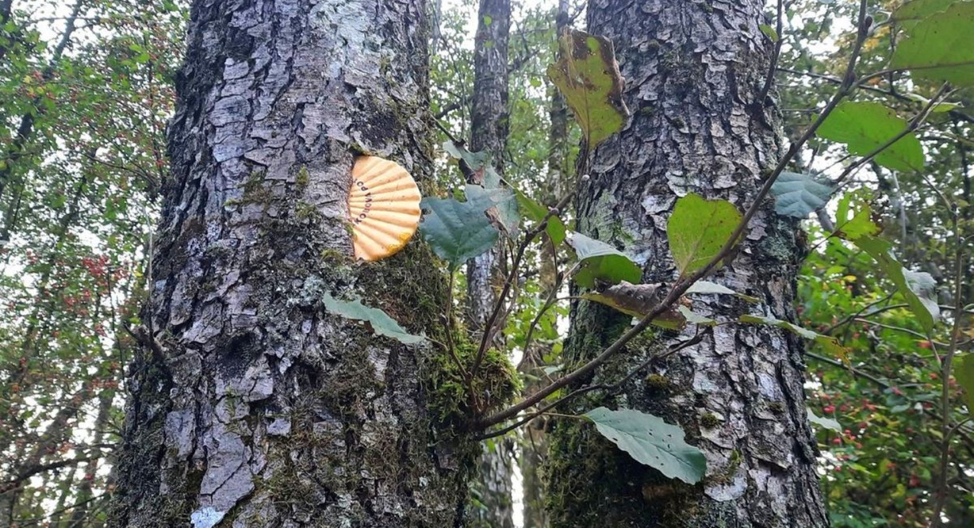 Oznaka poti v obliki rumene skoljke pokrovace na deblu drevesa.