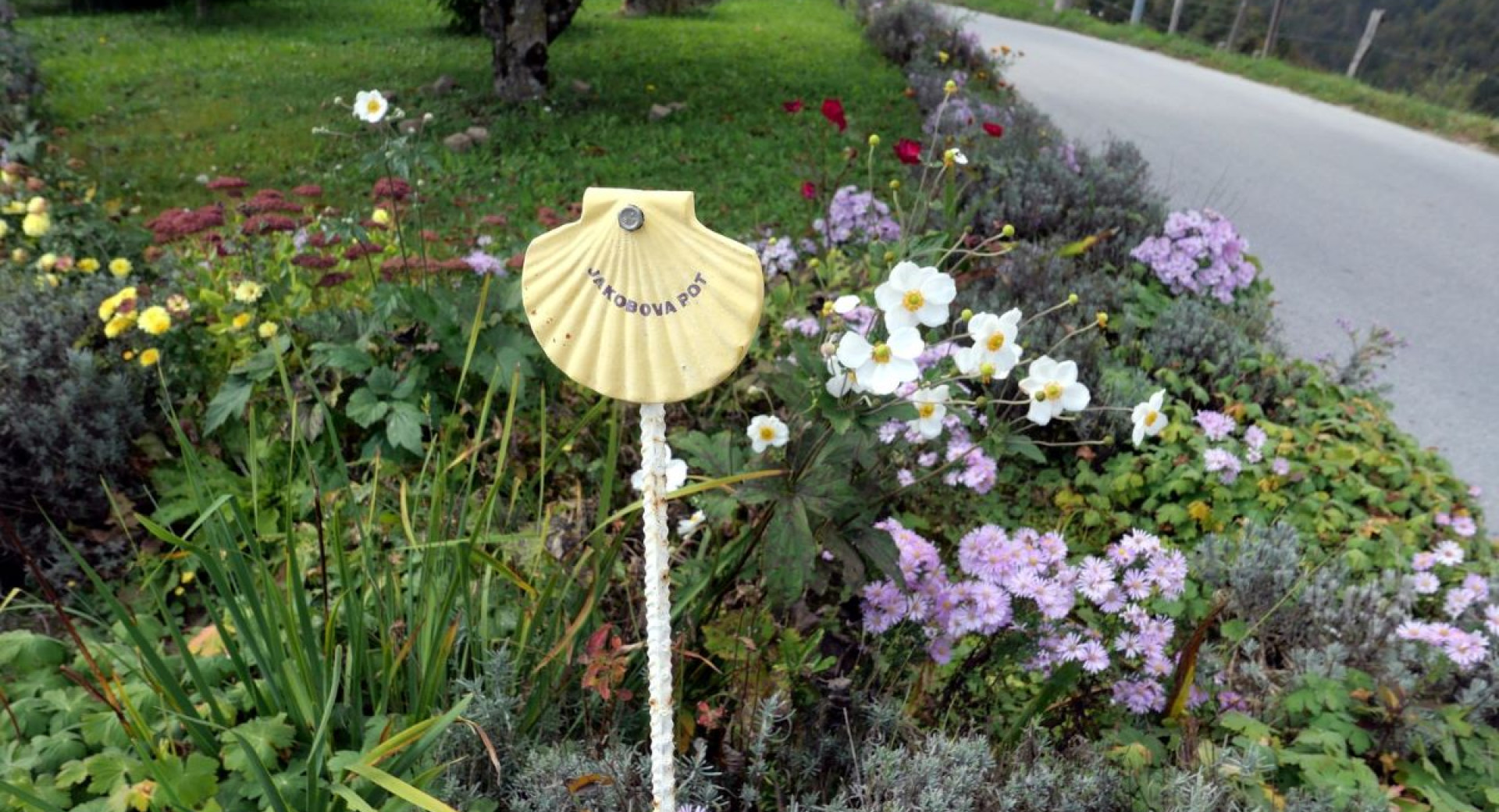 A seashell with the inscription 'Way of St. James' in front of a rose bush.  