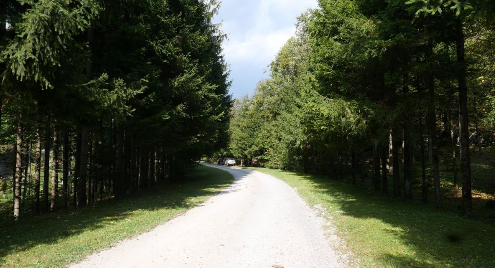 A gravel road between trees.