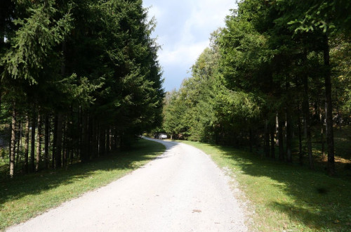 A gravel road between trees.