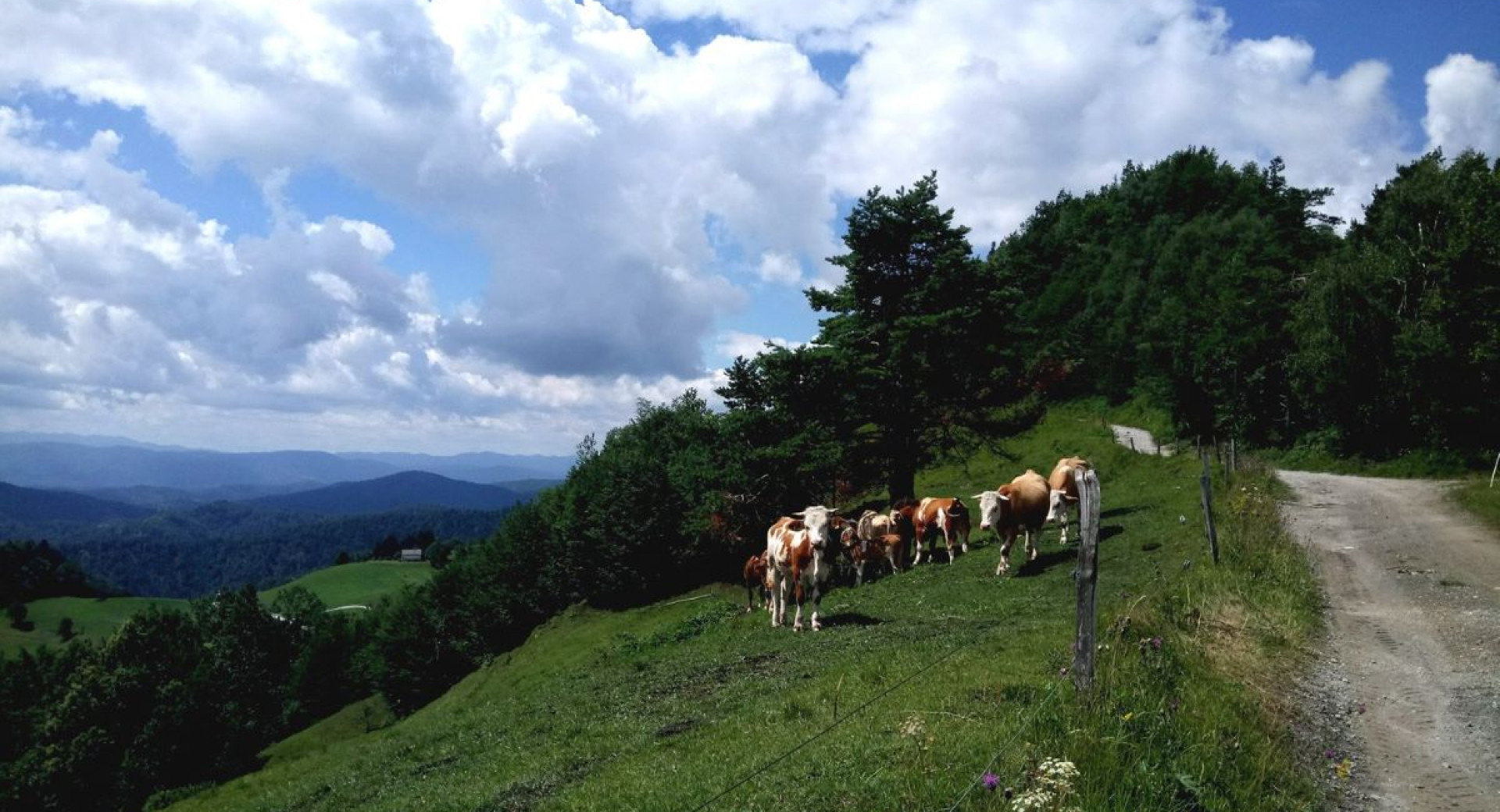 Cows on a sloped, fenced-in meadow.