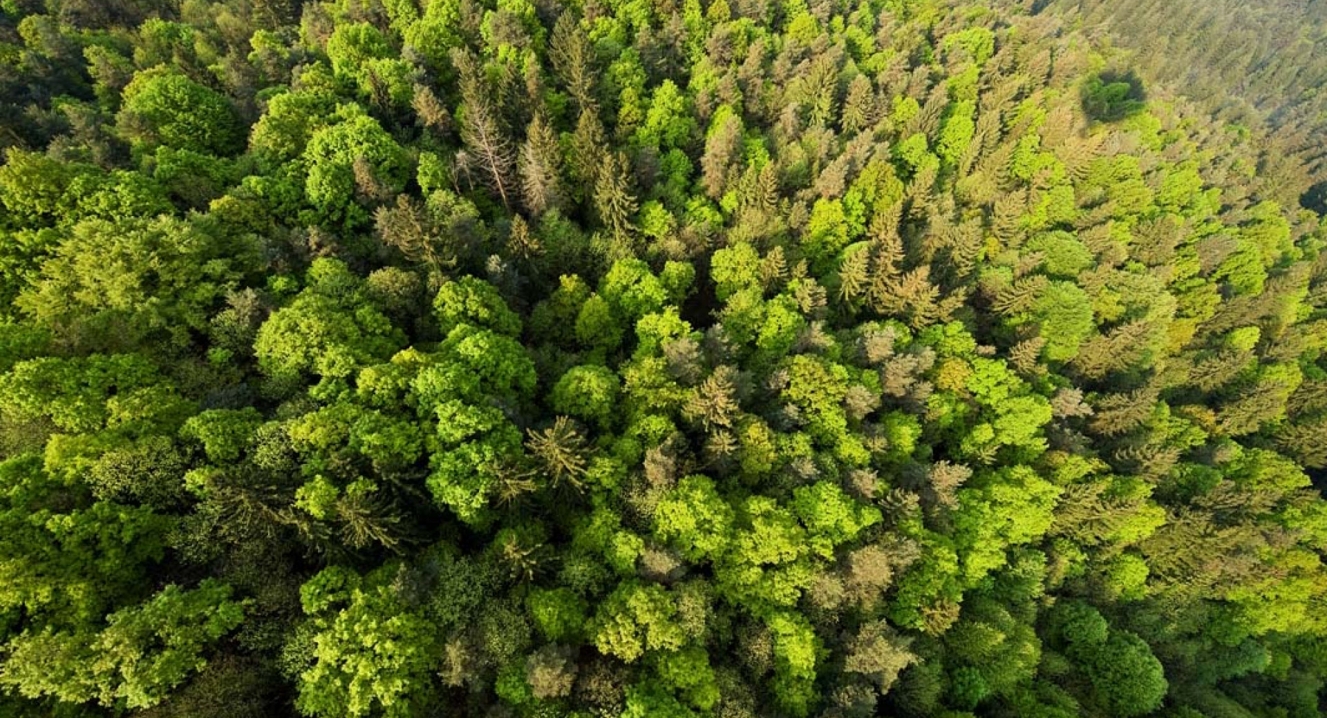 Mešani gozd iz zraka.