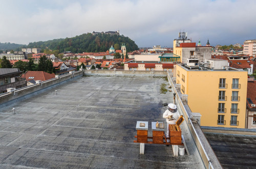 Čebelar ob čebelnjaku. V ozadju Ljubljanski grad.