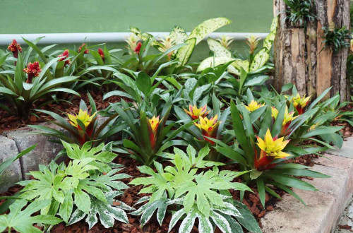 Green plants with pointy yellow and red flowers.