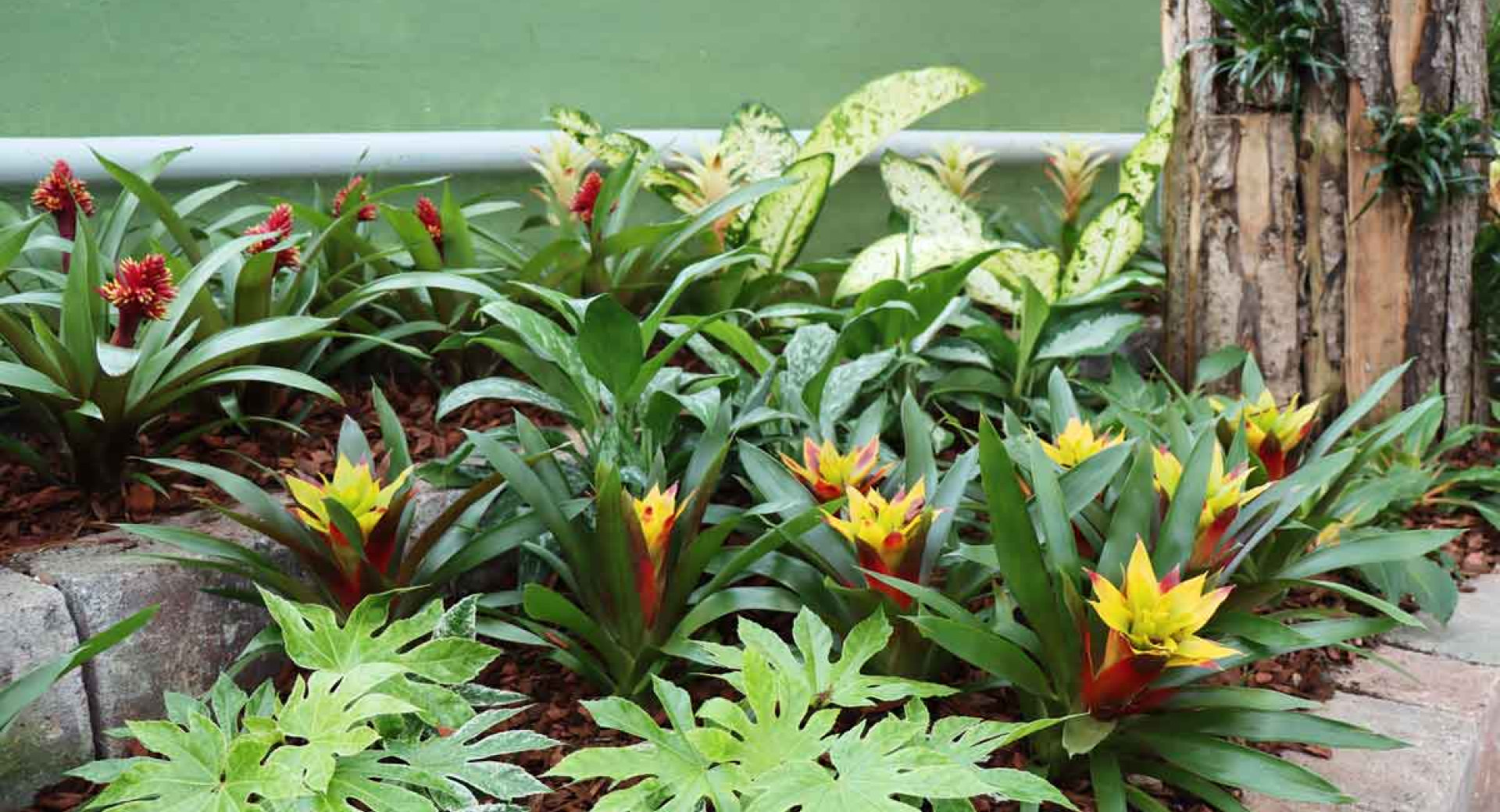 Green plants with pointy yellow and red flowers.