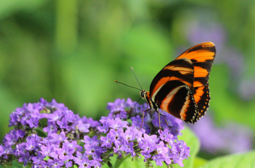 Oranzno-crn metulj na vijolicni cvetlici.