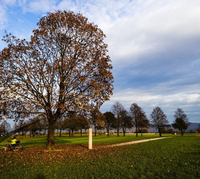 A large tree with autumn leaves stands in a meadow by a dirt path, while a cyclist with a yellow jacket stands by his bicycle, admiring a line of trees and an open sky with clouds in the background.