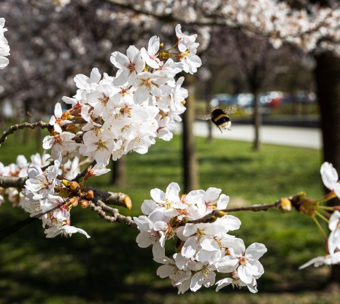 Cherry tree branches with white flowers and a bumblebee in flight in the background of a green park.